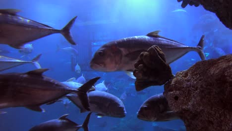 Eine-Nahaufnahme-Für-Das-Aquarium-Der-Dubai-Mall-Mit-Fischen,-Die-Sanft-An-Der-Kamera-Vorbeirauschen