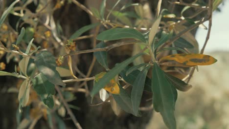 Sanfte-Brise,-Die-Im-Frühling-Durch-Sonnenbeschienene-Olivenbaumblätter-Weht