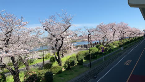 People-walking-along-the-river-at-Sumida-Park-with-cherry-blossoms