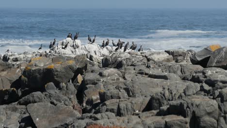 A-colony-of-Cape-cormorants-on-the-Atlantic-coast-of-South-Africa,-slow-zoom-out