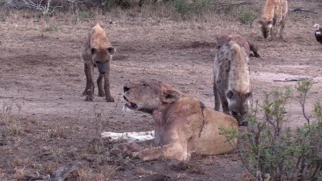 African-Scavenger-Animals-Surround-Wounded,-Dying-Lioness