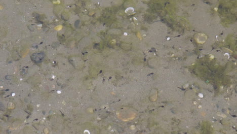 Many-tadpoles-swimming-in-varying-directions-in-a-shallow-lake