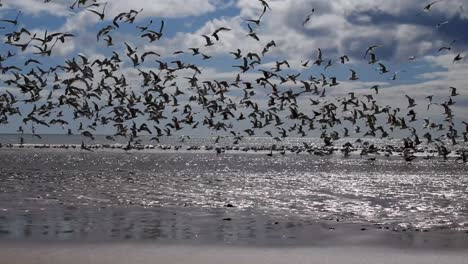 Flock-of-gulls-take-off-from-St-Cyrus-beach-on-a-sunny-day