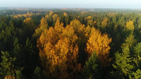 Seasonal-forest-aerial-view-in-fall-and-early-morning-sunlight-with-fog