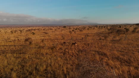 Una-Gran-Llanura-Con-Una-Pequeña-Manada-De-Cebras,-En-Tsavo-West,-Kenia