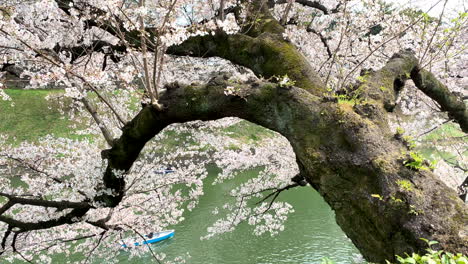 Rosa-Kirschblüten-Und-Menschen,-Die-Boote-Auf-Dem-Burggraben-Des-Kaiserpalastes-Im-Chidorigafuchi-Park-Steuern