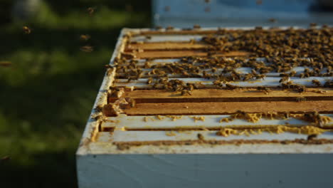 Pan-of-an-open-beehive-box