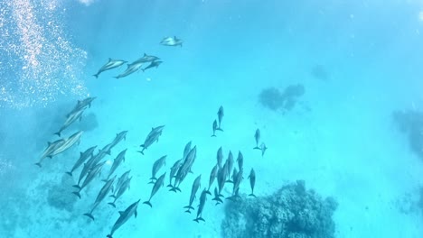 Eine-Delfinschule,-Die-Am-Meeresboden-Schwimmt