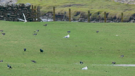 Lapwings,-Jackdaws-and-common-gulls-searching-for-earthworms-on-an-upland-pasture-in-the-North-Pennines-on-a-very-wet-day-early-springtime