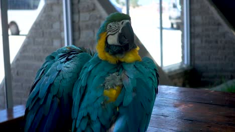 Slomo-Eines-Wunderschönen-Blauen-Und-Gelben-Ara-Papageis,-Der-In-Die-Kamera-Blickt