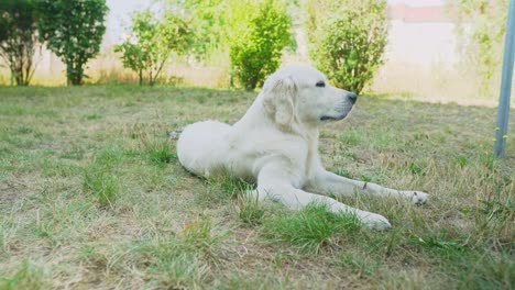 Weißer-Hund,-Der-Im-Gras-Im-Hinterhof-Liegt