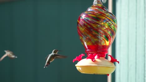 Hummingbirds-at-a-feeder-in-slow-motion-120fps