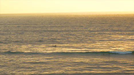 Unrecognizable-surfer-far-out-in-the-ocean-at-sunset-in-San-Diego,-Southern-California