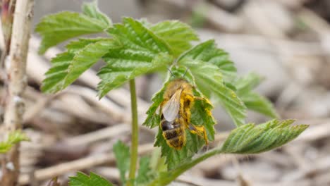 Makroaufnahme-Einer-Biene,-Die-Sich-In-Zeitlupe-Von-Pollen-Auf-Einer-Grünen-Pflanze-Reinigt