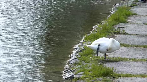 Cisne-Blanco-Adulto-Parado-En-Una-Pierna-Y-Limpiándose-Antes-De-Dormir-A-Un-Lado-De-Un-Estanque,-Tiro-Ancho