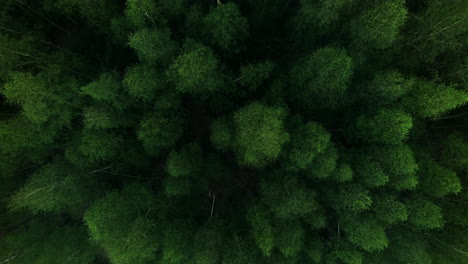 Drone-view-of-the-treetops-in-the-forest