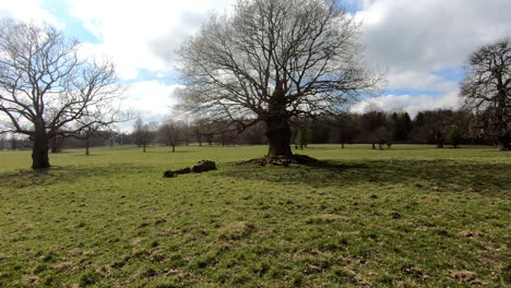 Seltenes-Baumloch-In-Einem-Gruseligen,-Blattlosen-Baum-In-Yorkshire,-England
