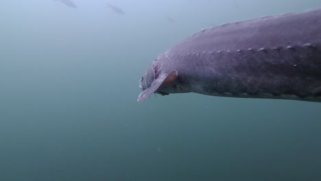 beautiful-sturgeon-swimming-next-to-and-in-front-of-the-camera-then-fleeing