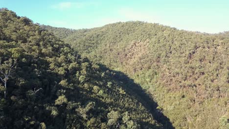 Australian-hillside-forest