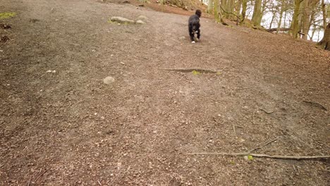 Drei-Gehorsame-Collie-hunde,-Die-Während-Eines-Waldspaziergangs-In-Großbritannien-Auf-Den-Besitzer-Rennen