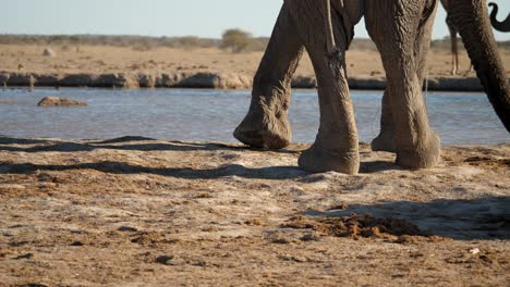 Elefantenfüße,-Die-Um-Das-Wasserloch-Manövrieren