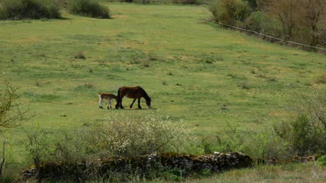 A-mare-and-its-foal-on-a-green-field-in-the-north-Spain