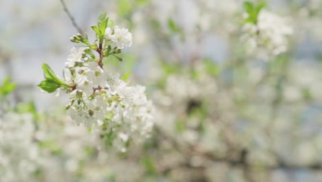 Apple-blossoms-during-spring,-in-slow-motion
