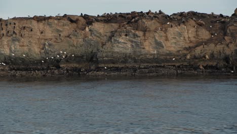 Trucking-left-of-a-rocky-island-full-of-fur-seals-and-seabirds-showing-marine-life