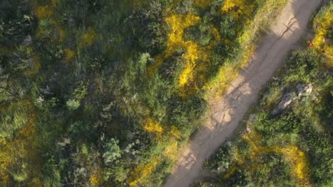 Drohnenaufnahme-Eines-Berggipfels,-Der-Während-Der-Kalifornischen-Superblüte-Mit-Gelben-Wildblumen-Und-Grünem-Gras-Bedeckt-Ist