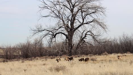 Whitetail-deer-grazing-in-front-of-a-large-tree-at-the-Rocky-Mountain-Arsenal,-near-Denver-Colorado