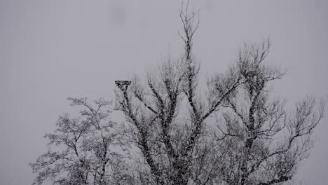 árbol-En-El-Paisaje-De-Invierno-Nevando-Mit-Cuervos-En-El-árbol