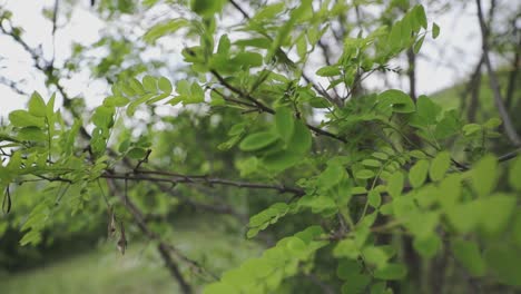 Langsames-Schwenken-Von-Aufnahmen-Von-Einem-Baum-Mit-Seinen-Schönen-Blättern