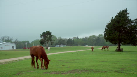 Dies-Ist-Eine-Aufnahme-Von-Drei-Pferden-Und-Einem-Weißen-Esel,-Der-Auf-Einer-Ranch-Gras-Frisst