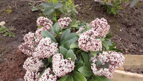 Skimmia-japonica-showing-flowers-and-leaves