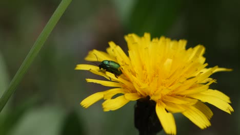 Close-up-shot-of-a-green-alder-leaf-beetle-sitting-on-a-yellow-dandelion-flower-in-slow-motion