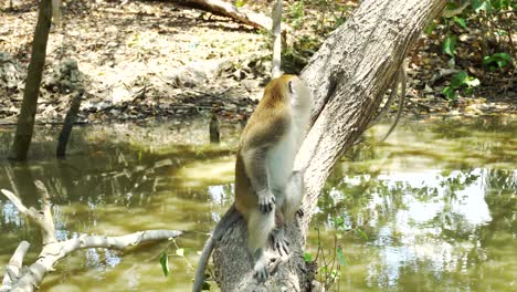 Mono-Salvaje-Sentado-En-El-árbol-Comiendo-Maní