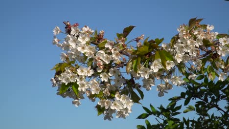 Schöne-Weiße-Sakura-Kirschblütenzweige-Mit-Blättern,-Die-Sich-An-Sonnigen-Tagen-In-Zeitlupe-Sanft-Gegen-Den-Schönen-Blauen-Himmel-Bewegen