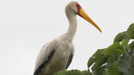 A-close-up-shot-of-the-face-of-a-yellow-billed-stork-in-Africa