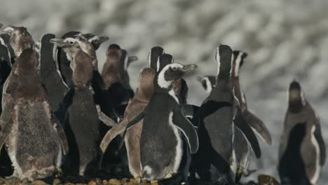 Penguins-run-toward-water-in-a-huddle