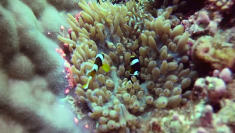 Baby-clark's-anenomefish-hiding-in-underwater-coral-reef