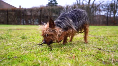 Ruhiger-Yorkshire-Terrier-Leckt-Und-Kaut-In-Zeitlupe-Im-Garten