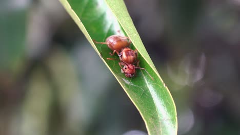 Medium-Shot-of-a-Dead-Weaver-Ant-Queen-on-a-Green-Leaf