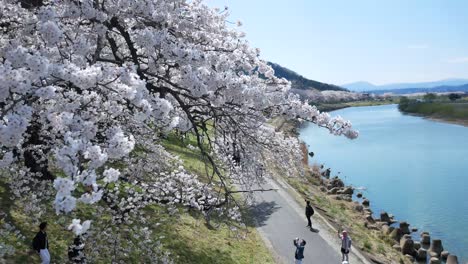 Miles-De-Cerezos-En-Flor-Son-Soplados-Por-El-Viento-Y-Hacen-Que-Sus-Ramas-Se-Muevan-En-Un-Movimiento-Animado-En-El-Lado-Del-Río-Shiroishi-En-Funaoka,-Sendai,-Japón-En-Primavera