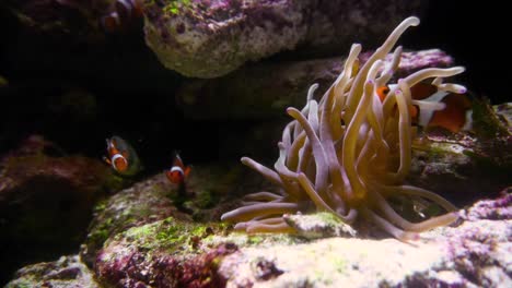 Un-Pequeño-Pez-Payaso-Con-Actinia-En-El-Arrecife-De-Coral