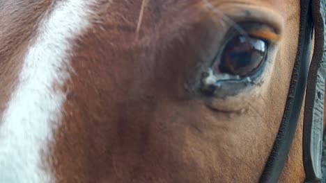 Looking-into-the-horse's-soul