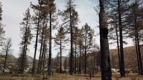 Toma-Panorámica-Hacia-Abajo-De-Un-árbol-Gravemente-Quemado-Por-Un-Incendio-Forestal-Hace-Varios-Años-Cerca-De-Idyllwild,-California