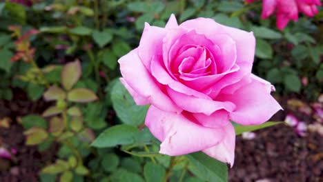 Rosas-Rosadas-En-El-Jardín-O-Parque-Al-Atardecer