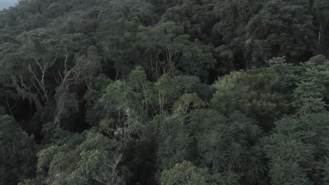 Baumwipfel-Wald-Luftaufnahme-Drohnenaufnahmen-4k