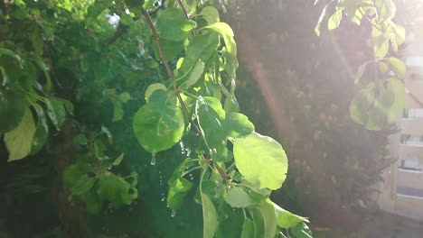 Green-tree-rain-drops-during-summer