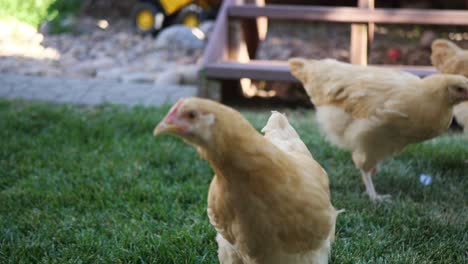 Hier-Haben-Wir-Ein-Paar-Schöne-Rote-Hühnerhühner,-Die-Gerade-Essen-Und-Durch-Den-Garten-Im-Hinterhof-Wandern